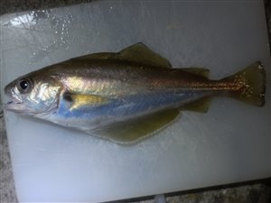 Skægtorsk (Trisopterus luscus) - Fanget d. 25. september 2021. skægtorskfiskeri, torskefisk