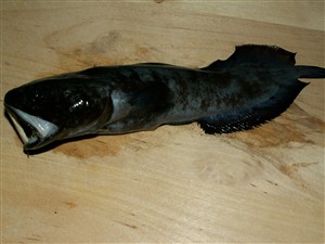 Sortvels (Raniceps raninus) - Fanget d. 20. november 2005. sortvelsfiskeri, haletusse, regnorm, mole, høfde