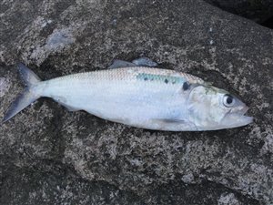 Stavsild (Alosa fallax) - Fanget d. 22. september 2017. stavsildefiskeri, majsild
