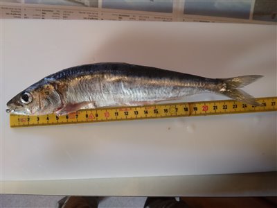 Sardin (Sardina pilchardus) sardinfiskeri, 