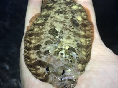 Hårhvarre (Zeugopterus punctatus) hårhvarrefiskeri, fladfisk, 