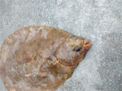 Rødtunge (Microstomus kitt) rødtungefiskeri, 