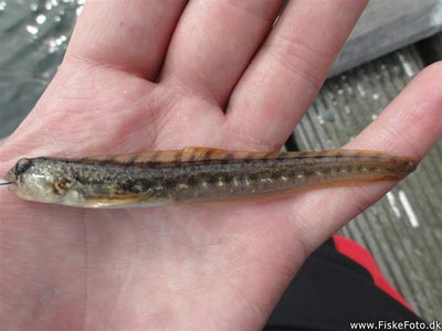 Ålekvabbe (Zoarces viviparus) Fanget ved medefiskeri.  Vestjylland, Hvide Sande (Havn / mole) ålekvabbefiskeri, ål, blåmusling