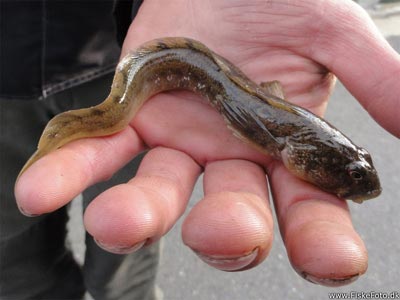 Ålekvabbe (Zoarces viviparus) Fanget ved medefiskeri. 
Denne ålekvabbe blev genudsat. Vestjylland, Hvide Sande (Havn / mole) ålekvabbefiskeri, ål, blåmusling