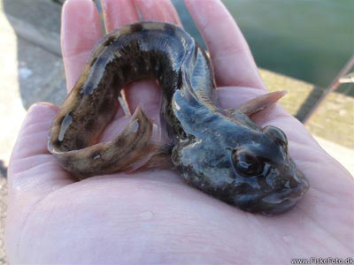 Ålekvabbe (Zoarces viviparus) Fanget ved medefiskeri. 
Denne ålekvabbe blev genudsat. Vestjylland, Hvide Sande (Havn / mole) ålekvabbefiskeri, ål, blåmusling
