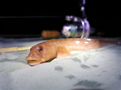 Ålekvabbe (Zoarces viviparus) Fanget ved medefiskeri. 
Denne ålekvabbe blev genudsat. Østjylland, Lillebælt (Kyst) ålekvabbefiskeri, ål, blåmusling