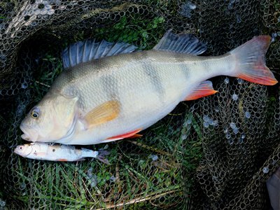 Aborre fanget på en levende skalle fisket under flåd.