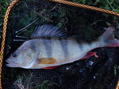 Aborre på 40 cm. og 860 gram. Fanget på en levende skalle fisket under flåd.