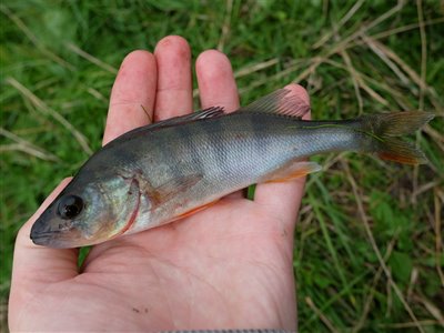 Aborre (Perca fluviatilis) Fanget ved medefiskeri.  Vestjylland, Vonå (Å / bæk) aborrefiskeri, striber, rygfinne, regnorm, majs, spinner