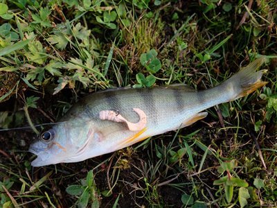 Aborre (Perca fluviatilis) Fanget ved medefiskeri.  Østjylland, privat sø (Sø / mose) aborrefiskeri, striber, rygfinne, regnorm, majs, spinner