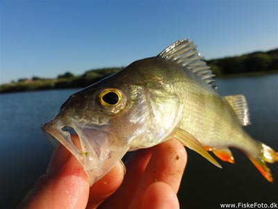 Aborre (Perca fluviatilis) Fanget ved medefiskeri.  Østjylland, privat sø (Sø / mose) aborrefiskeri, striber, rygfinne, regnorm, majs, spinner