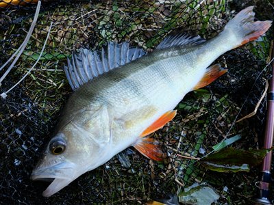 Aborre (Perca fluviatilis) Fanget ved medefiskeri. En slank aborre på omkring 30 cm. Østjylland, privat sø (Sø / mose) aborrefiskeri, striber, rygfinne, regnorm, majs, spinner