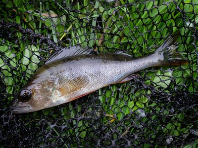 Aborre (Perca fluviatilis) Fanget ved medefiskeri.  Østjylland, Privat mose (Sø / mose) aborrefiskeri, striber, rygfinne, regnorm, majs, spinner