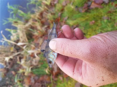 Aborre (Perca fluviatilis) Fanget ved medefiskeri. 
Denne aborre blev genudsat. Vestjylland, Holtum Å (Å / bæk) aborrefiskeri, striber, rygfinne, regnorm, majs, spinner