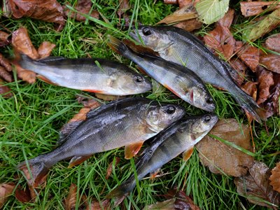 Aborre (Perca fluviatilis) Fanget ved medefiskeri.  Østjylland, tilløb til Gudenåen (Å / bæk) aborrefiskeri, striber, rygfinne, regnorm, majs, spinner