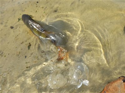 Aborre (Perca fluviatilis) Fanget ved medefiskeri.  Vestjylland, (sted ikke oplyst) (Sø / mose) aborrefiskeri, striber, rygfinne, regnorm, majs, spinner