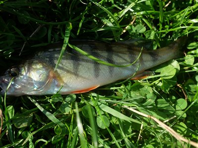 Aborre (Perca fluviatilis) Fanget ved medefiskeri.  Vestjylland, Vonå (Å / bæk) aborrefiskeri, striber, rygfinne, regnorm, majs, spinner