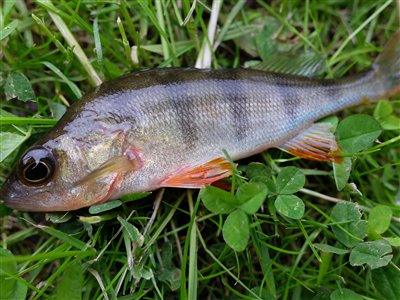 Aborre (Perca fluviatilis) Fanget ved medefiskeri.  Østjylland, (sted ikke oplyst) (Sø / mose) aborrefiskeri, striber, rygfinne, regnorm, majs, spinner