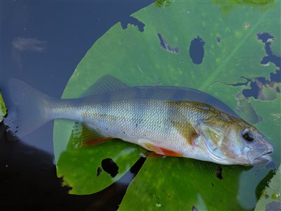 Aborre (Perca fluviatilis) Fanget ved spinnefiskeri.  Østjylland, tilløb til Gudenåen (Å / bæk) aborrefiskeri, striber, rygfinne, regnorm, majs, spinner