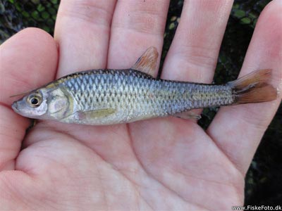 Båndgrundling (Pseudorasbora parva) båndgrundlingefiskeri, invasiv, art, 
