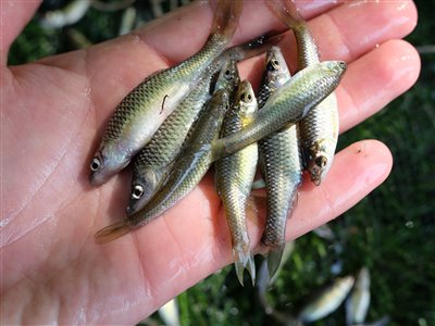 Båndgrundling (Pseudorasbora parva) Fanget ved medefiskeri.  Østjylland, (sted ikke oplyst) (Sø / mose) båndgrundlingefiskeri, invasiv, art