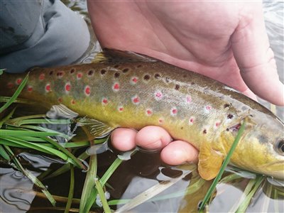 Bækørred (Salmo trutta forma fario) Fanget ved fluefiskeri. 
Denne bækørred blev genudsat. Syd- og Sønderjylland, Ansager Å (Å / bæk) bækørredfiskeri, flue, regnorm, blink, spinner, pletter