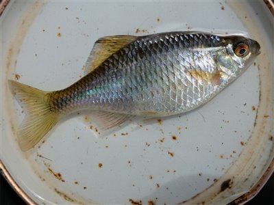 Bitterling (Rhodeus amarus) bitterlingfiskeri, 