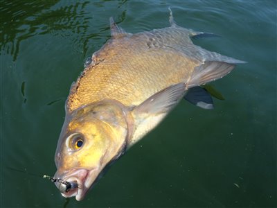 Brasen (Abramis brama) brasenfiskeri, fredfisk, majs, regnorm, 