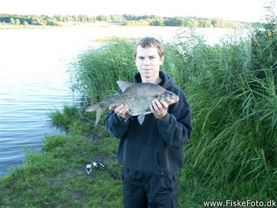 Brasen (Abramis brama) Fanget ved medefiskeri. Fisken vejede ca 1,5 kilo. Østjylland, Århus Å (Å / bæk) brasenfiskeri, fredfisk, majs, regnorm