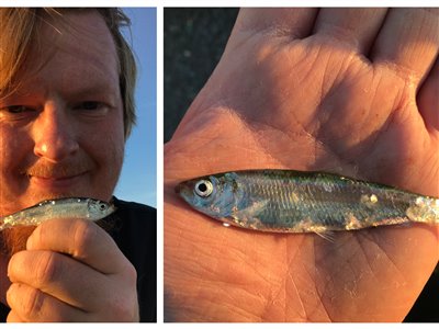 Brisling (Sprattus sprattus) Fanget ved pirkefiskeri.  Vestjylland, (sted ikke oplyst) (Havn / mole) brislingefiskeri