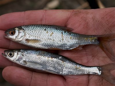 Da jeg nu havde både løje og gråskalle til rådighed, valgte jeg lige at tage nogle billeder, så det i fremtiden er nemmere skelne fiskearterne fra hinanden ud fra deres kendetegn/forskelligheder. 