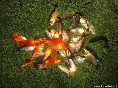 Dagens fangst af guldfisk 12 farvede og 25 brune:)
