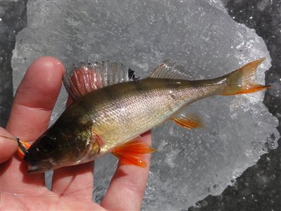 Dagens første fisk, en lille aborre fanget på mormyska og ispimpel.
