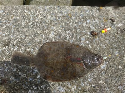 Dagens første fisk på land var tynd og tydeligvis meget sulten: Den havde slugt selv perlerne på Imax-forfanget.