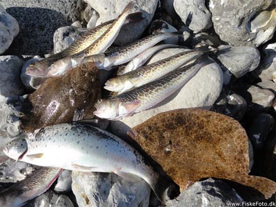 Dagens madfisk: 1 havørred, 2 slethvarrer og 10 fjæsinger.