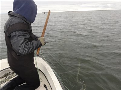 Der rygtes garn i Ringkøbing Fjord. Garnfiskeriet gav kun en enkelt skrubbe.