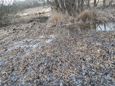 Der var meget sumpet omkring åen. Det var langt nemmere at komme rundt for nogle uger siden i frostvejret.