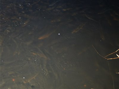 Der var nok af helt på pladsen. Billedet er taget i mørke, aftenen før jeg fangede mine fisk.