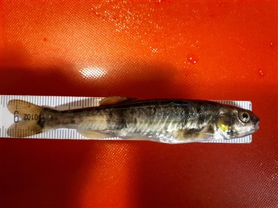 Elritse (Phoxinus phoxinus) Fanget ved medefiskeri. Dagens vist største elritse. Jeg målte også en til 9.5 cm, men om det er den samme og målefejl eller en anden, er jeg usikker på.

En rigtig fin lille fisk.

Dette er min første elritse.
Denne elritse blev hjemtaget. Østjylland, (sted ikke oplyst) (Å / bæk) elritsefiskeri, lille, ørred