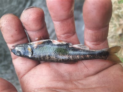 Elritse (Phoxinus phoxinus) Fanget ved medefiskeri. 
Denne elritse blev genudsat. Østjylland, Mattrup Å (Å / bæk) elritsefiskeri, lille, ørred