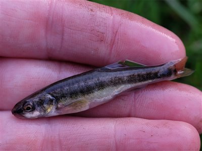 Elritse (Phoxinus phoxinus) Fanget ved medefiskeri.  Østjylland, Gudenåen (Å / bæk) elritsefiskeri, lille, ørred