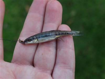 Elritse (Phoxinus phoxinus) Fanget ved medefiskeri. Elritse fanget på den lille tanago krog og 3 mm regnorm. Østjylland, Gudenåen (Å / bæk) elritsefiskeri, lille, ørred