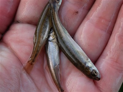 Elritse (Phoxinus phoxinus) Fanget ved medefiskeri. Elritserne blev hurtigt blege af at gå i min hvide spand. Østjylland, Gudenåen (Å / bæk) elritsefiskeri, lille, ørred