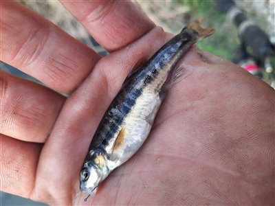 Elritse (Phoxinus phoxinus) Fanget ved medefiskeri. 
Denne elritse blev genudsat. Østjylland, (sted ikke oplyst) (Å / bæk) elritsefiskeri, lille, ørred