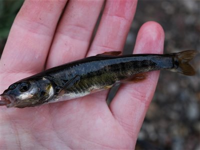 Elritse (Phoxinus phoxinus) Fanget ved medefiskeri.  Østjylland, (sted ikke oplyst) (Å / bæk) elritsefiskeri, lille, ørred