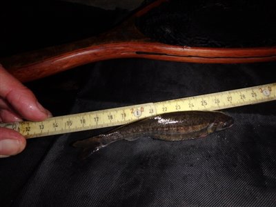 Elritse (Phoxinus phoxinus) Fanget ved medefiskeri. Det blev også til et par meget store og tykke elritser
Denne elritse blev genudsat. Østjylland, (sted ikke oplyst) (Å / bæk) elritsefiskeri, lille, ørred