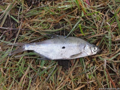En død brasen eller flire fundet ved søen.