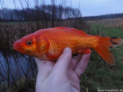 En farvet guldfisk.
