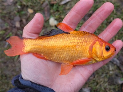 En farvet sølvkarusser kaldes for en guldfisk.