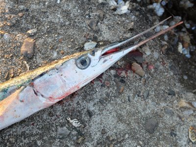 En fejlkroget hornfisk fra Thorsminde. Hornfisken blev brugt under havkatfiskeri på Nordsøen den kommende dag. https://www.fiskefoto.dk/fangstrapport/havkat-lubbe-kuller-og-andet-godt-fra-revet/7092